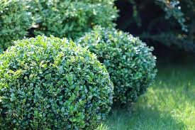 Boxwood (Buxus)